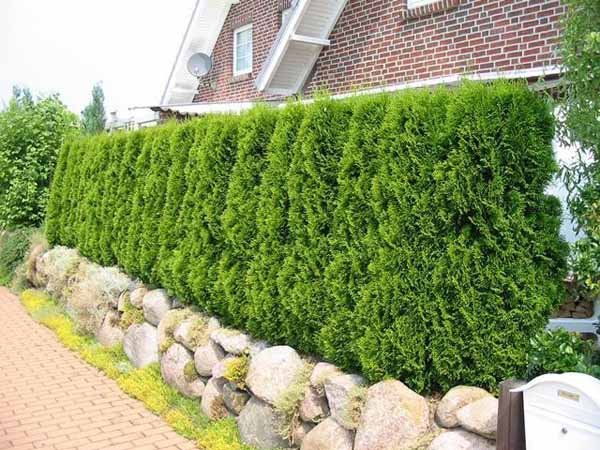 green-fence-hedge-climbing-plants-1