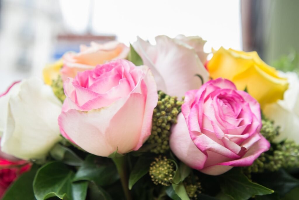 pink rose